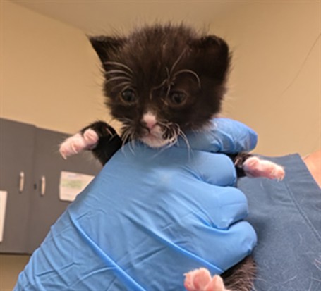 Adoptable Cat