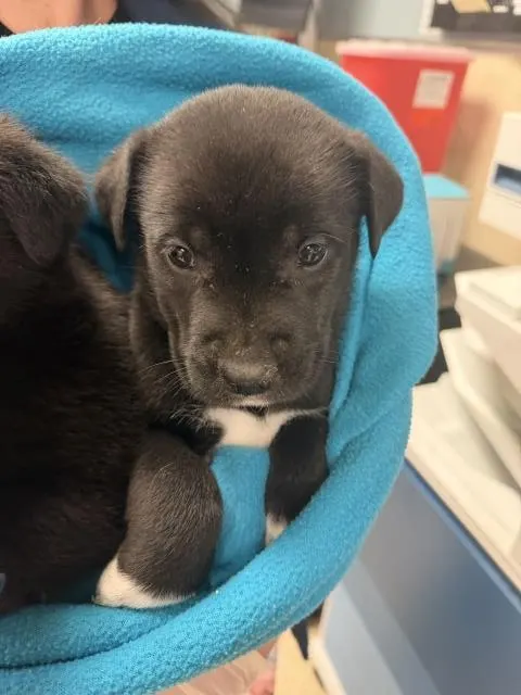 Buddy