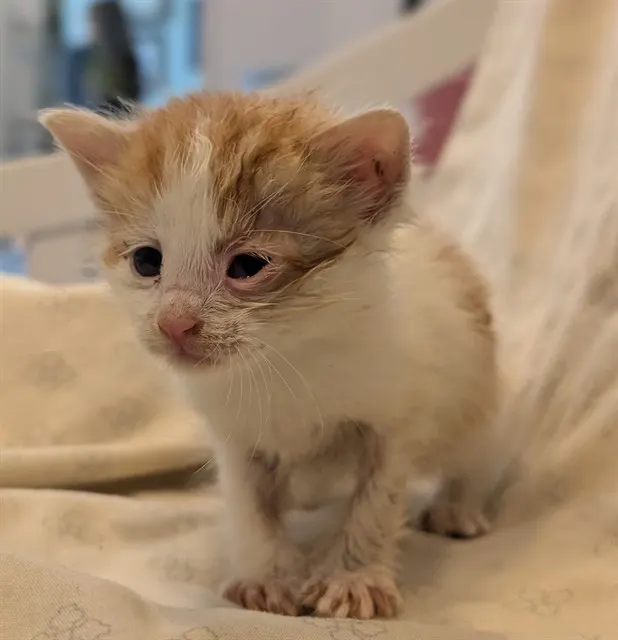 Oliver