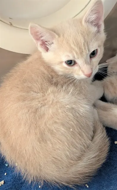 Benito