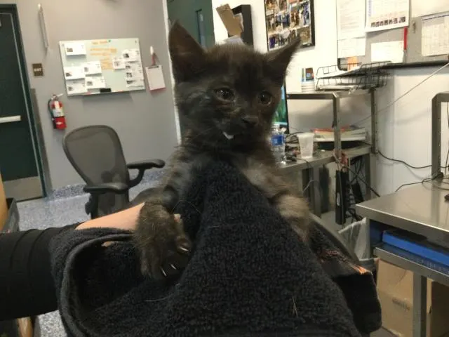 Adoptable Cat