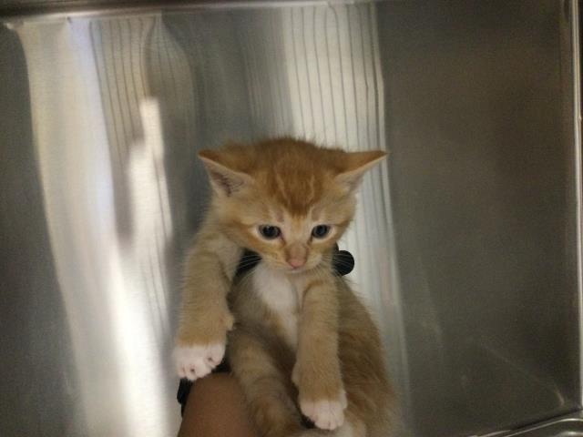 Adoptable Cat