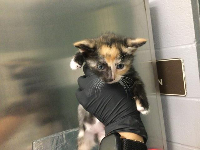 Adoptable Cat
