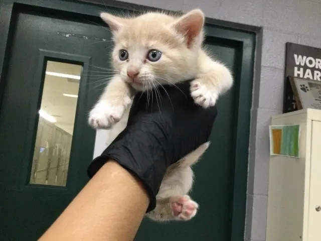 Adoptable Cat