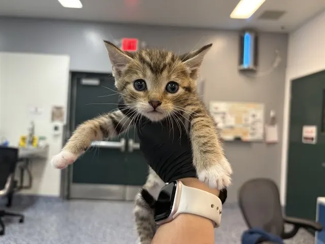 Macchiato