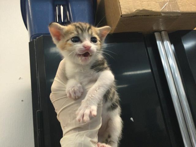 Adoptable Cat