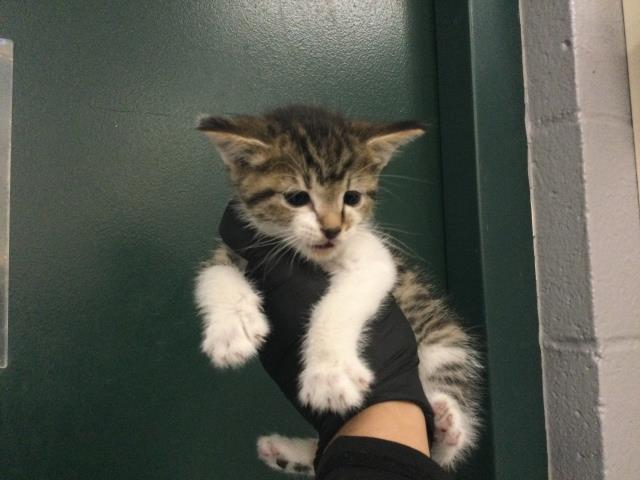 Adoptable Cat