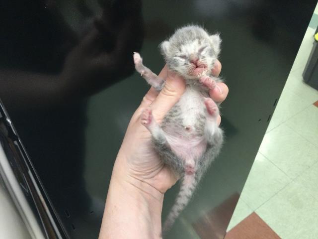 Adoptable Cat