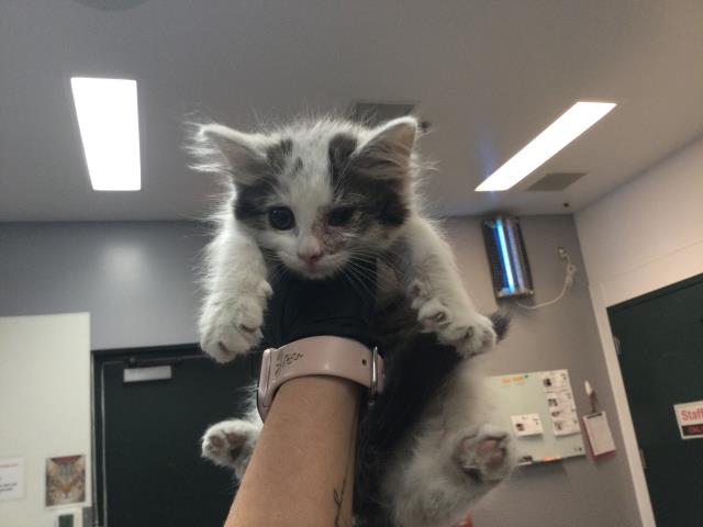 Adoptable Cat