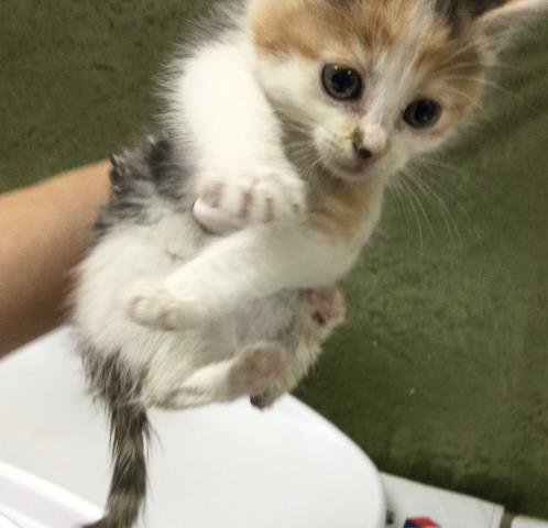 Fidget