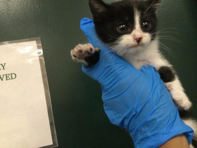 Adoptable Cat