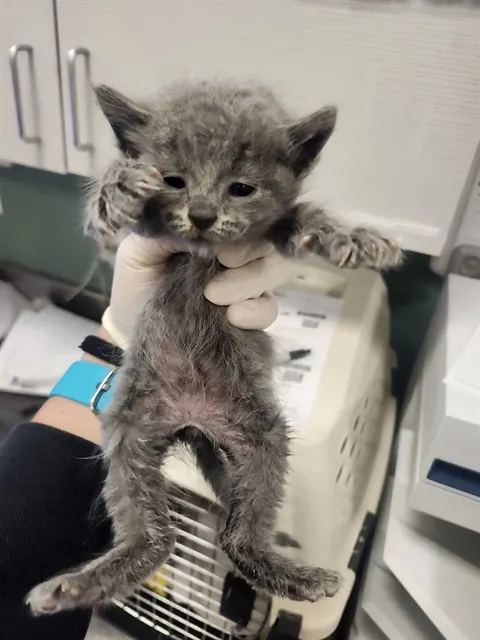 Adoptable Cat