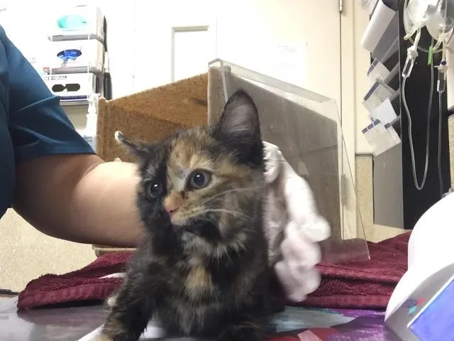Chimera