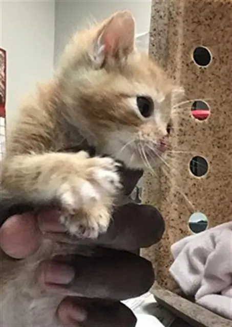 Milo