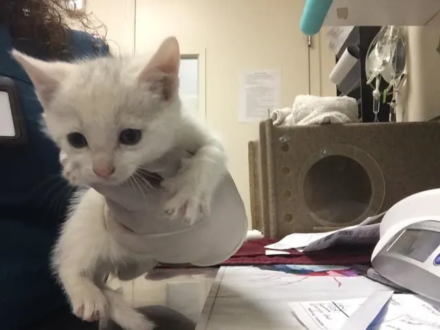 Olaf