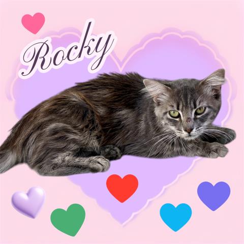 *Rocky
