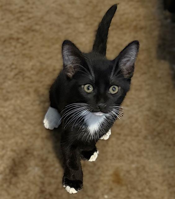 Sox