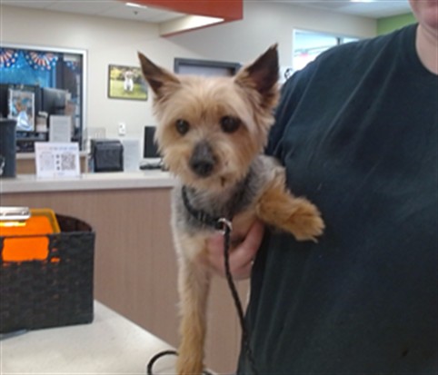 Adoptable Dog