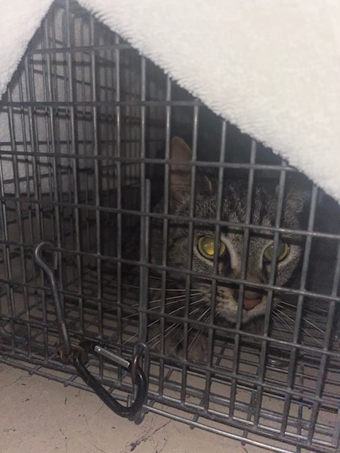 Adoptable Cat