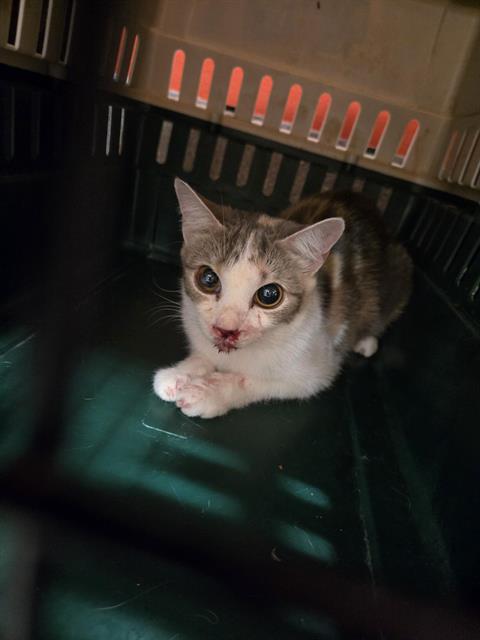 Adoptable Cat
