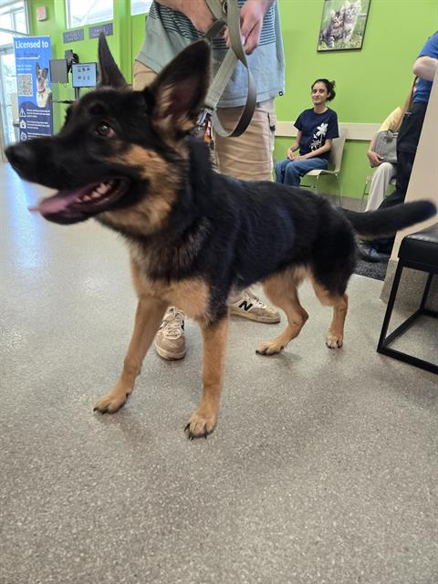 Adoptable Dog