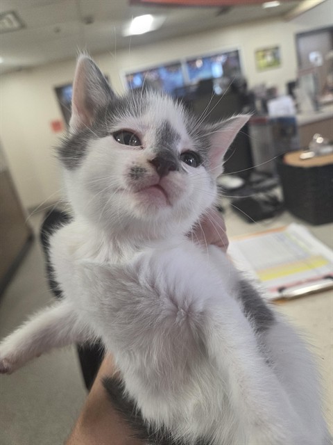Adoptable Cat