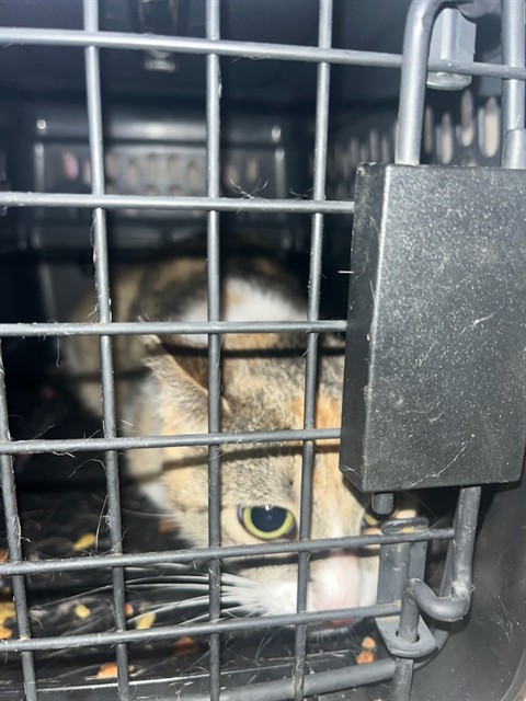 Adoptable Cat
