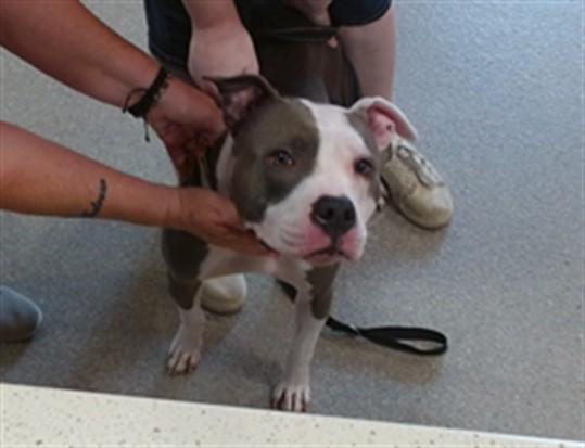 Adoptable Dog