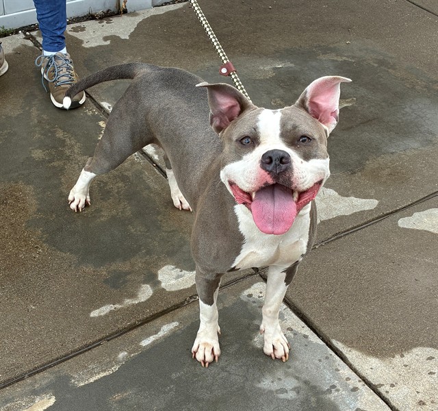 Adoptable Dog