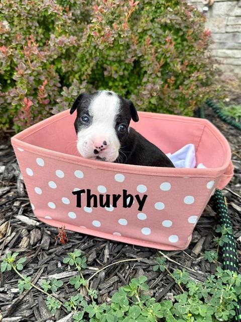 Thurby