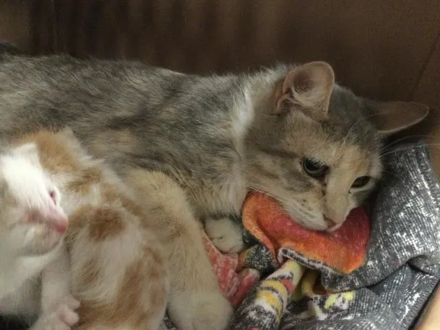 Adoptable Cat