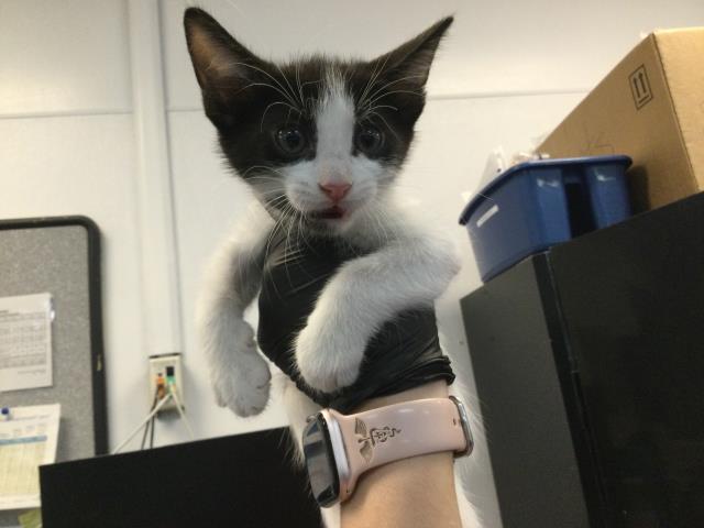 Adoptable Cat