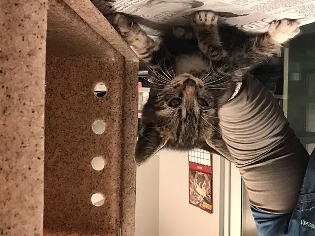 Adoptable Cat
