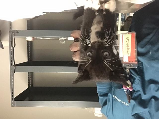 Adoptable Cat