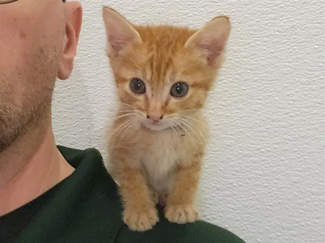 Yoda