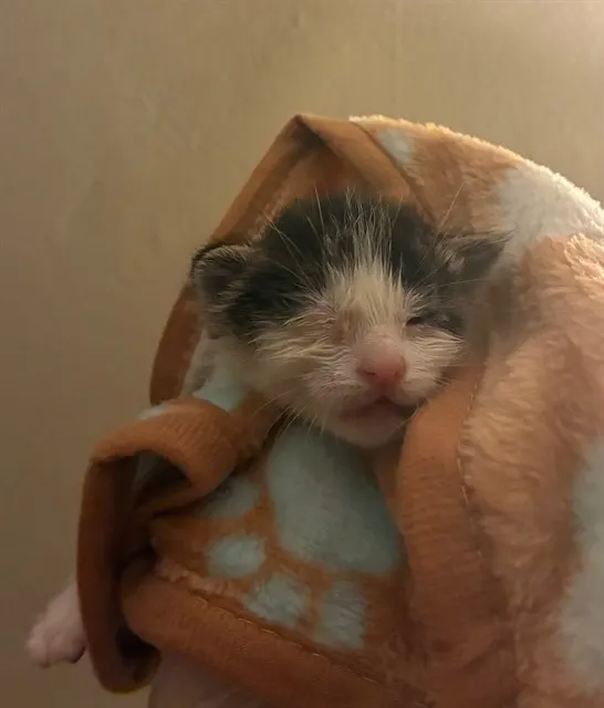 Gandalf
