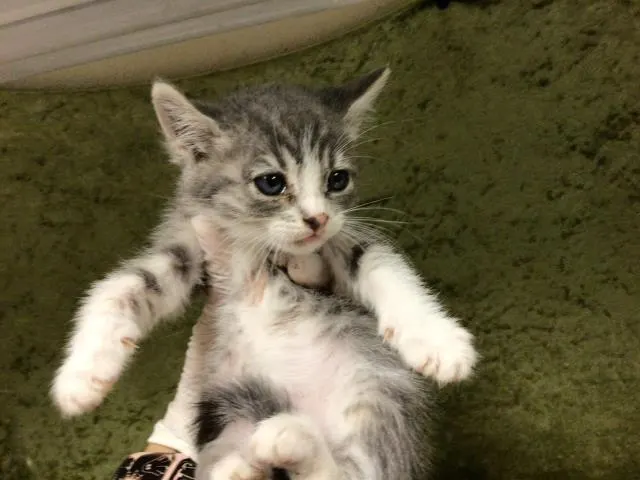 Leia
