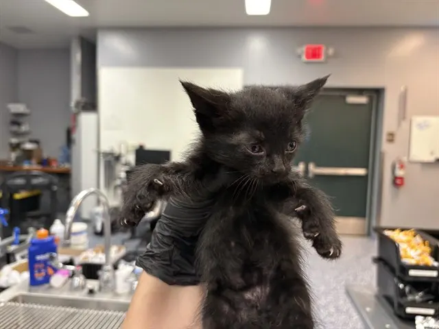 Adoptable Cat