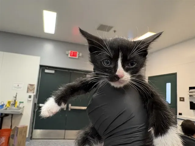 Adoptable Cat