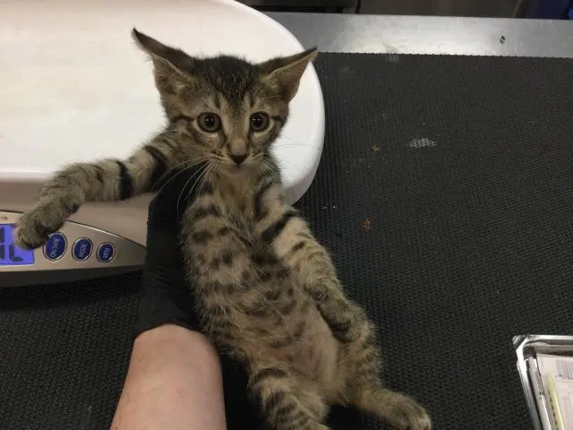 Adoptable Cat