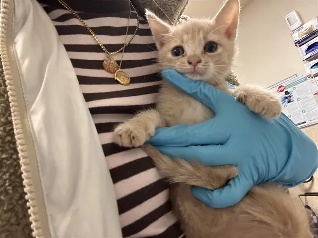Obbi