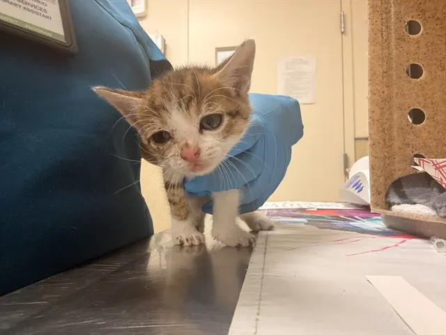 Louie