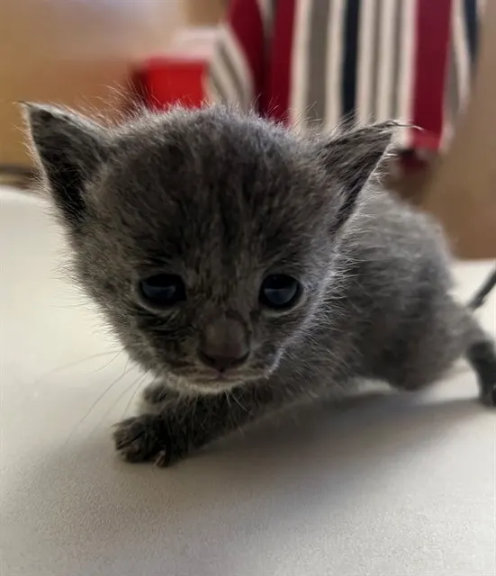 Adoptable Cat