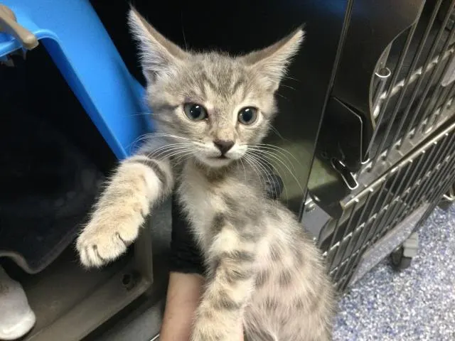 Adoptable Cat