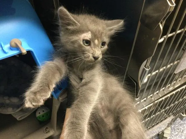 Adoptable Cat