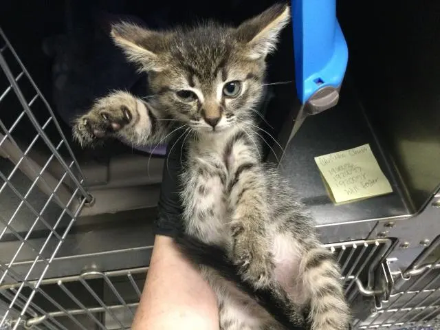 Adoptable Cat