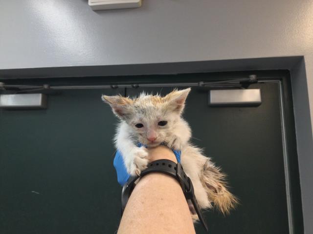 Adoptable Cat