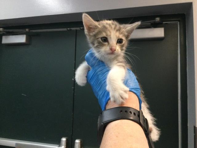 Adoptable Cat