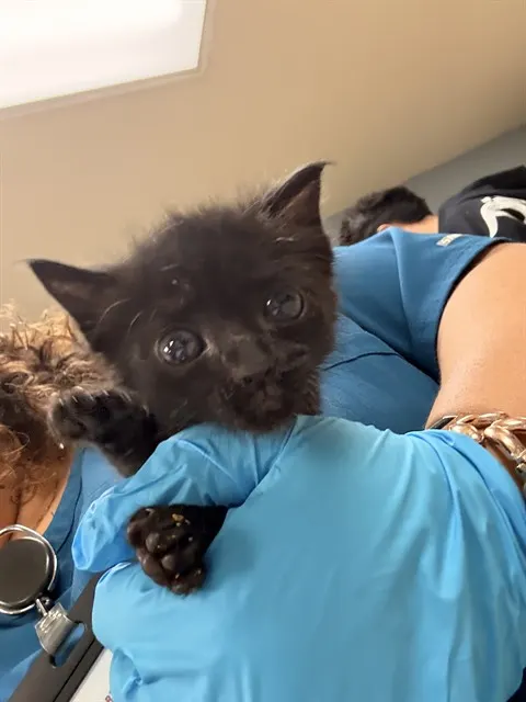 Adoptable Cat