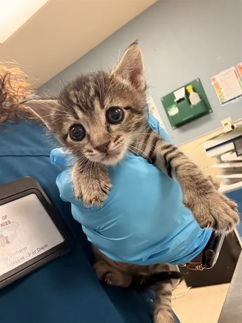 Adoptable Cat